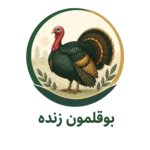 بوقلمون زنده