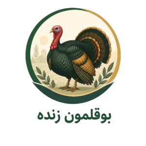 بوقلمون زنده